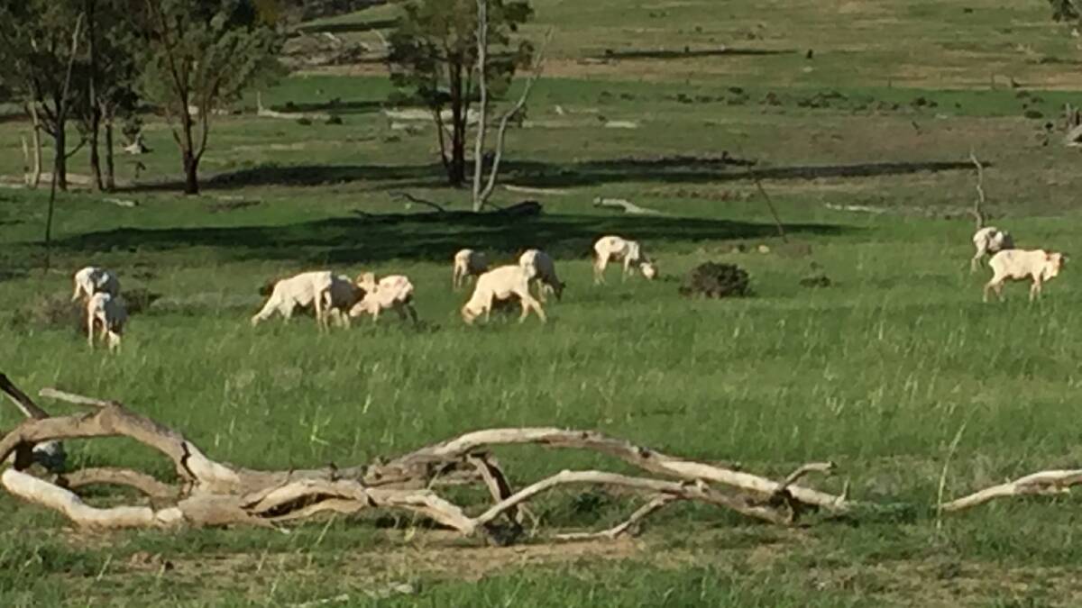 Allendale has historically carried 6000 sheep. 
