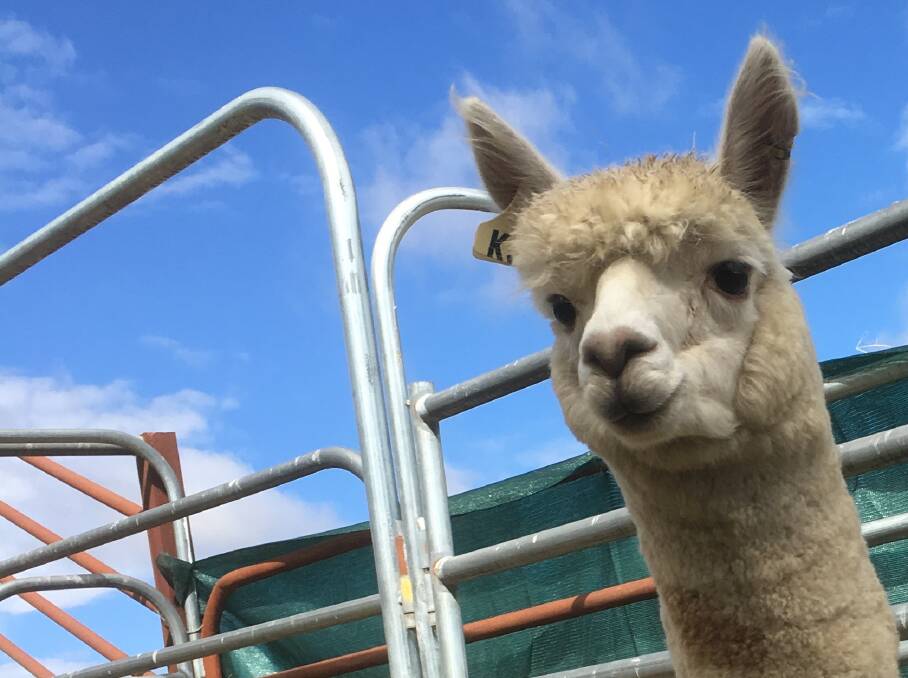 ON GUARD: Research examines how effective alpacas are in protecting livestock from predators.