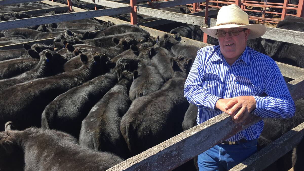 Prices were red hot at GNF's annual Stanthorpe weaner sale