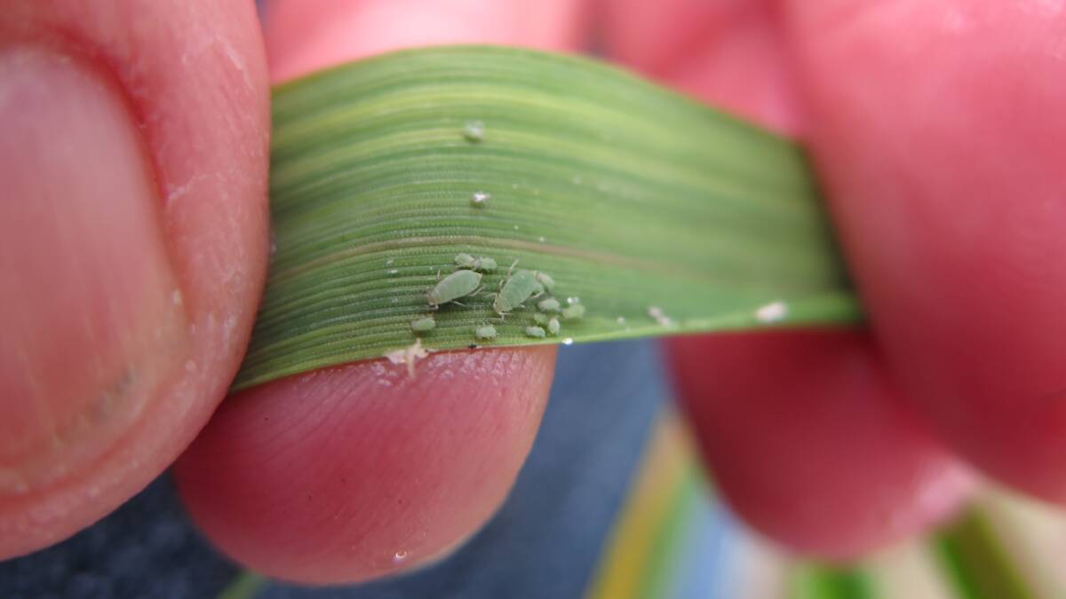 PROFIT SUCKERS: A colony of Russian wheat aphid (RWA) adults and nymphs. Photo – Melina Miles