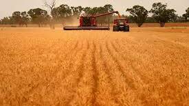 GOLDEN HARVEST: Australian wheat prices as set to rise by about 12 per cent with the dollar expected to fall to US70c.