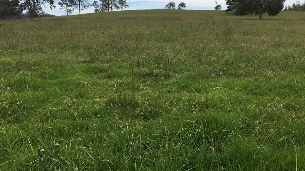 Healthy and highly productive pasture on Tancredi, Woodenbong.