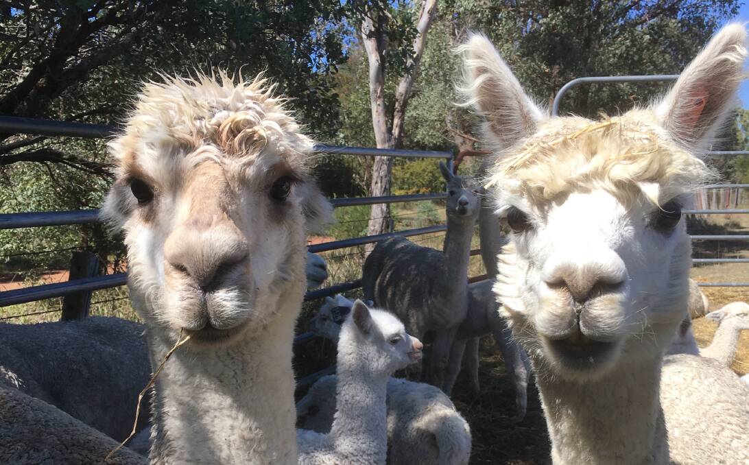 Sheep producers are reported to have had decreased lamb losses after introducing guardian alpacas to their flocks.