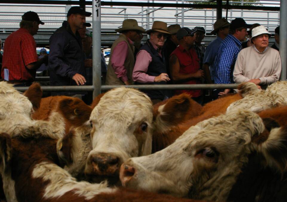 Ballarat steer prices off-the-pace
