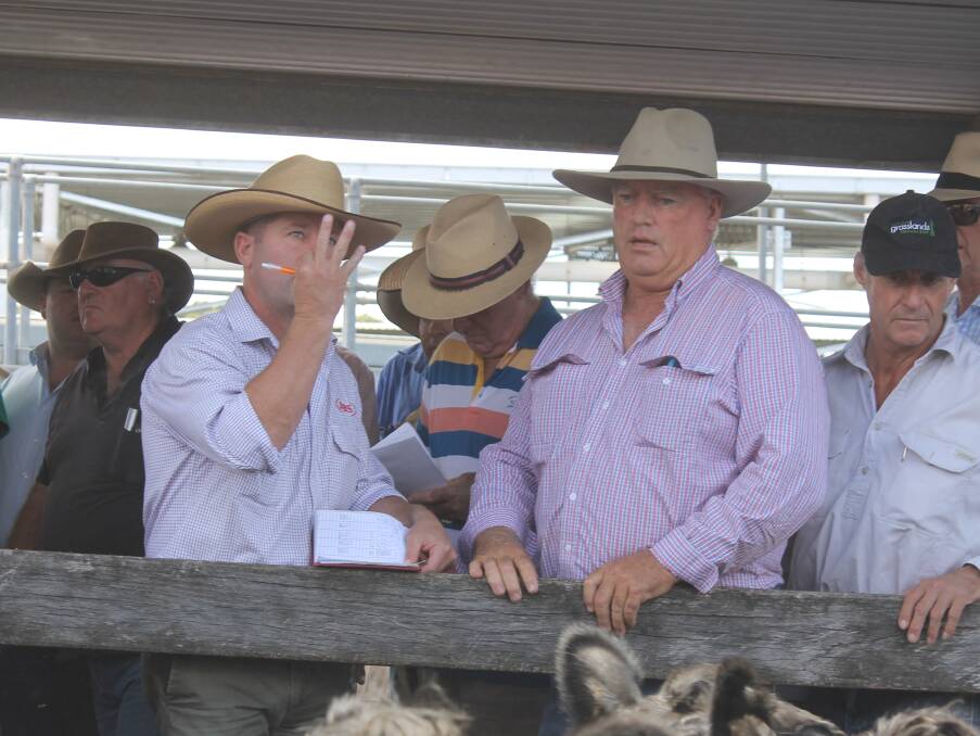 JBS Swift buyers Jody Darcy and Barry Wilson purchased some 700 Angus for the company's Longford, Tasmania operation.