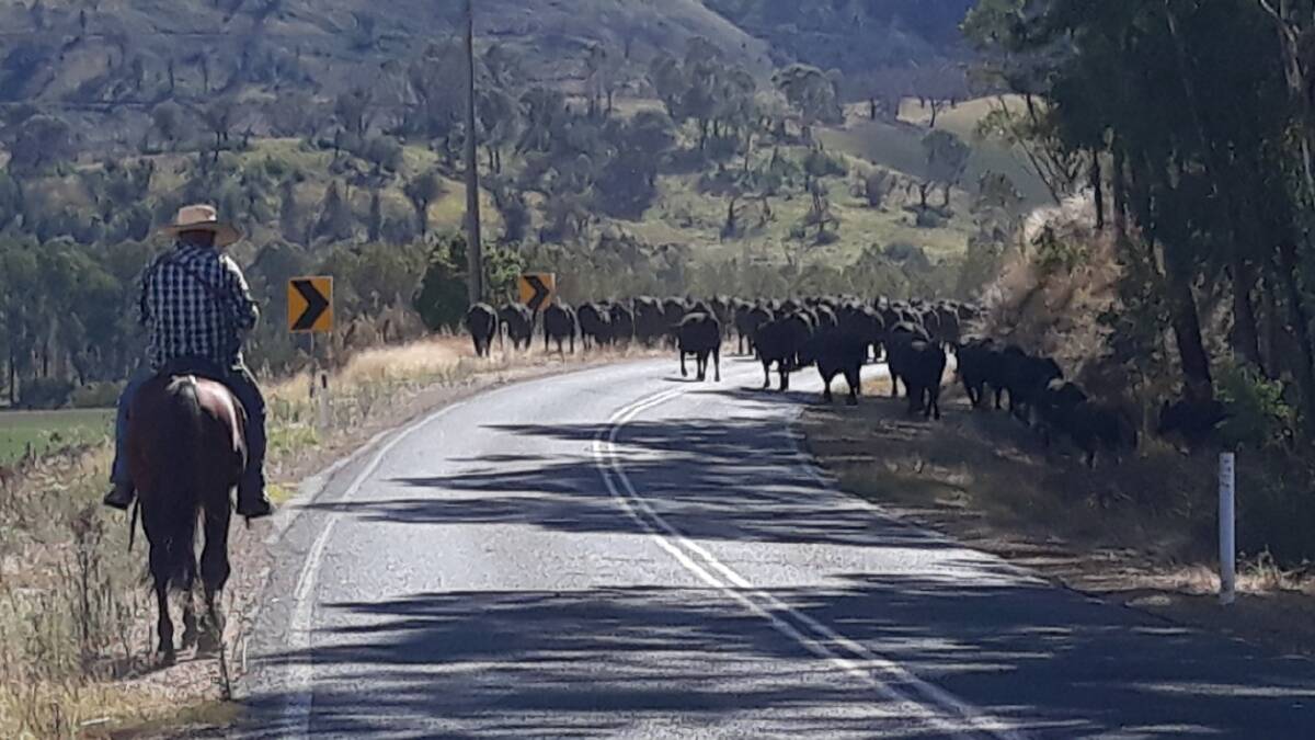 Fifth generation drover Paul Murphy on the road in southern NSW. Picture supplied by Paul Murphy.