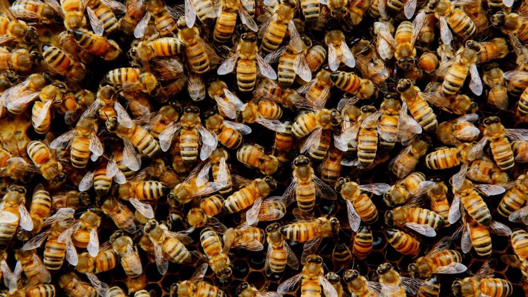 Beekeepers still have to survey their hives for Varroa mite while the industry waits for a management plan. Picture by Shutterstock.
