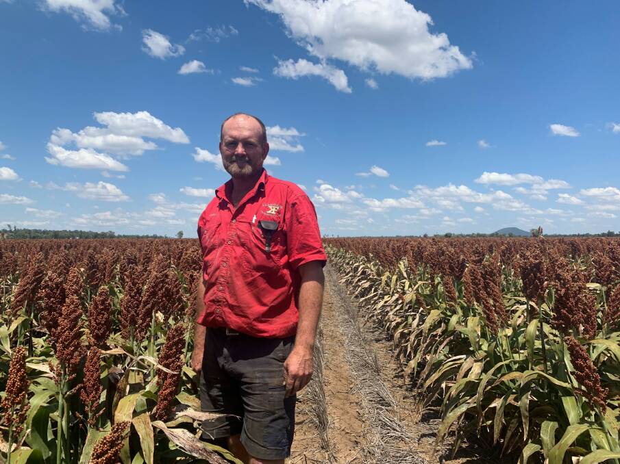 Boggabri farmer Andrew Watson looks forward to harvesting this year's crop of dryland Cracka sorghum.