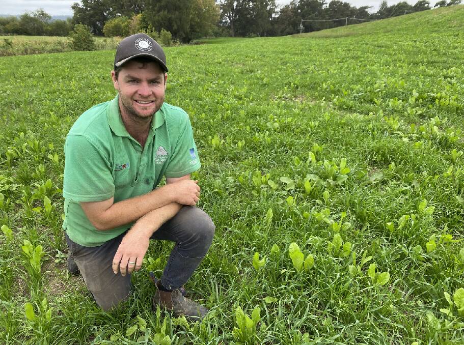 Dairy pasture trial puts nitrogen to the test