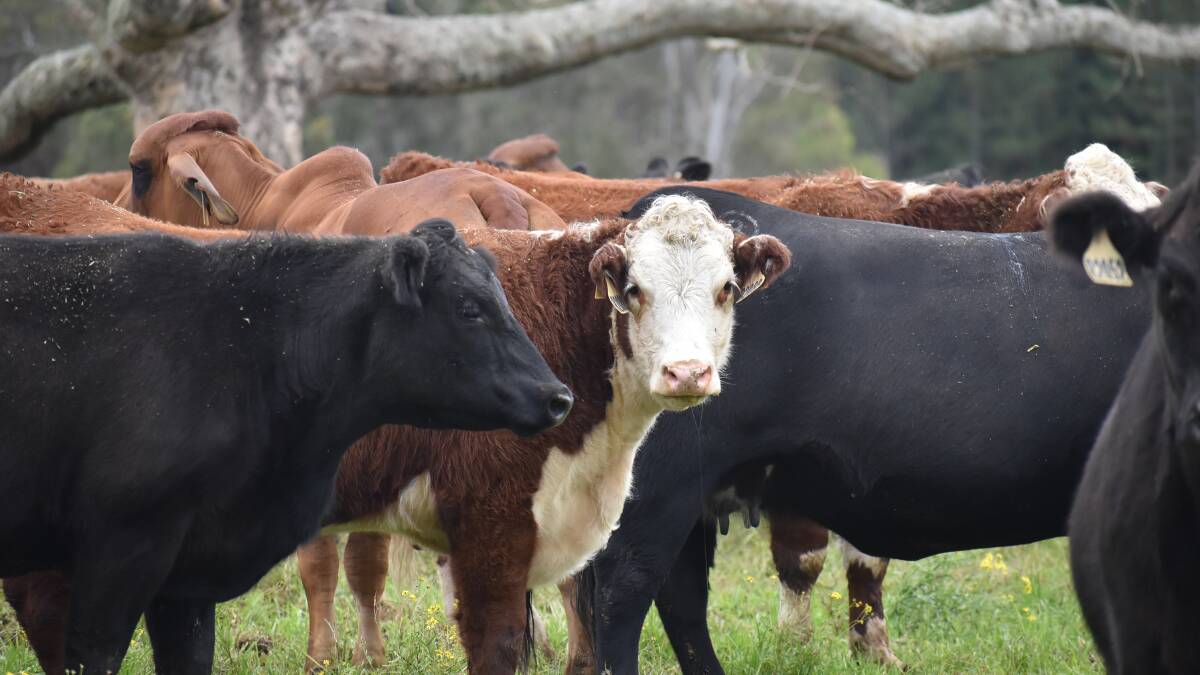 Why we should measure puberty in heifers?
