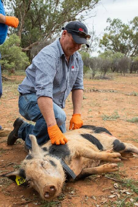 GPS collars are being fitted on feral pigs to track their movement and behaviour in western NSW. Photo: Supplied