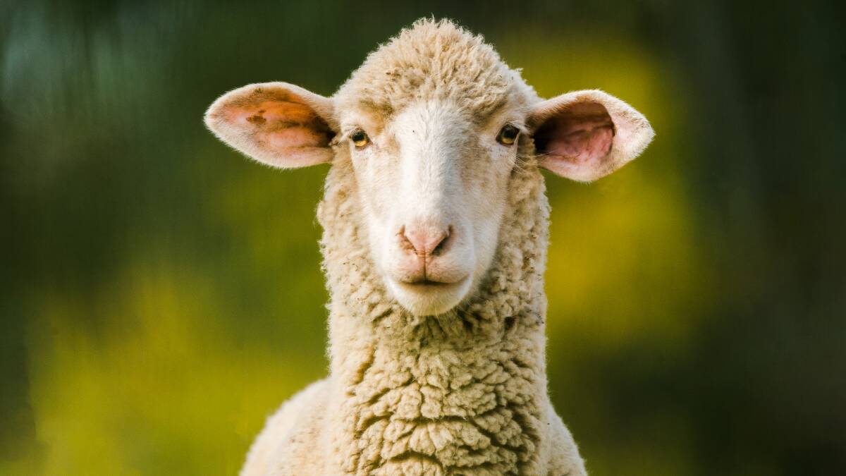 SA, first to commit funds to national sheep and goats eID