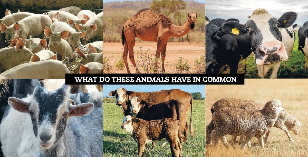 All of these animals fall under the livestock banner, but is it time we had a single body to represent them?