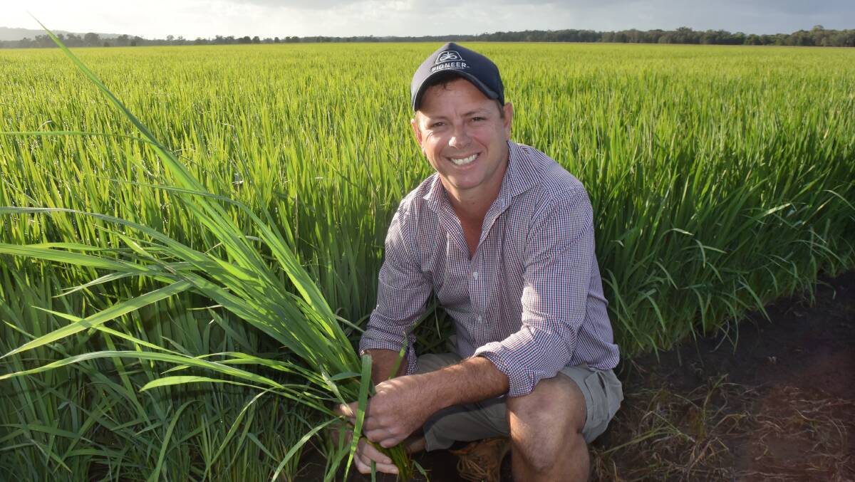 Producer and consultant with The Natural Rice Co, Steve Rogers, with a crop of Sherpa variety at Tuckurimba via Lismore.