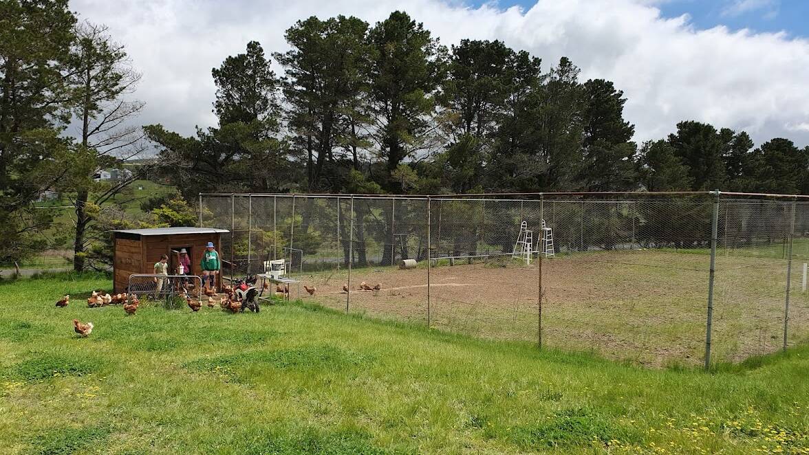 Meet the kids who transformed a tennis court into a booming egg business