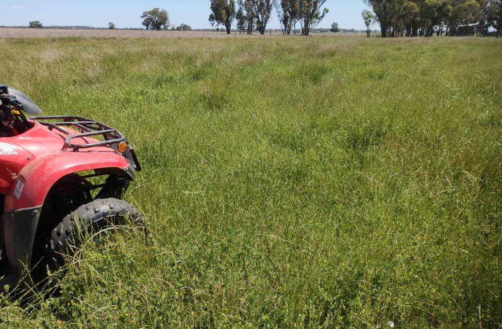 Despite a late start, this serradella (pictured in late October), in conjunction with annual ryegrass, has provided a lot of quality feed and set a lot of seed in this deep acid soil paddock.
