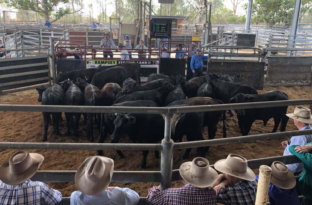 Kempsey Shire Council has received $6.3 million to upgrade its regional saleyards. Photo: Samantha Townsend
