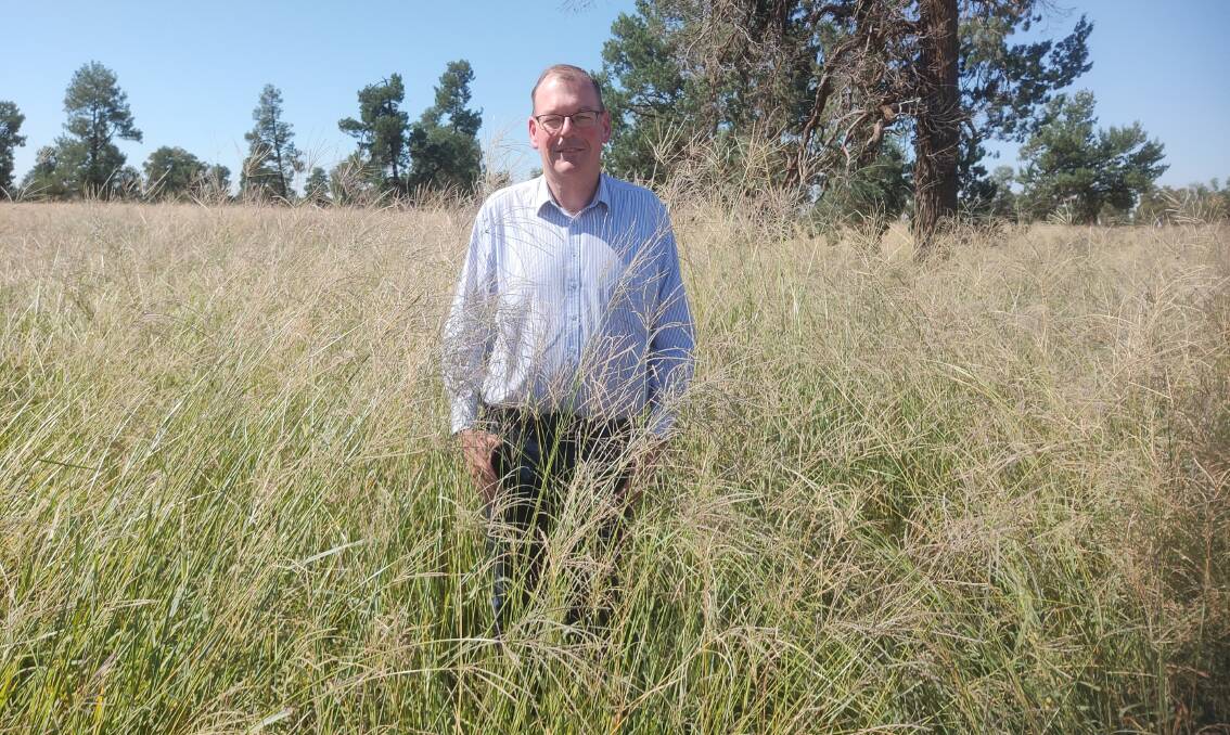 Terry Mann, Lake Cargelligo, inspects some of his premier digit grass in early April. 