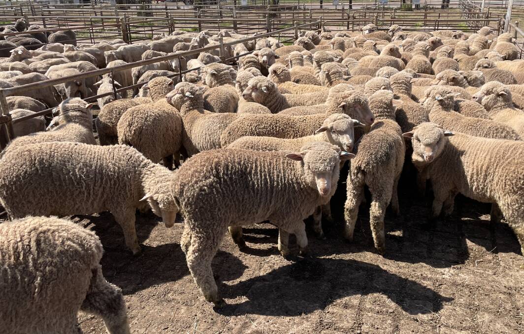 Debate has been split as to whether UHF tags are the future of livestock traceability in Australia after new reports have surfaced. Picture by Stephen Burns.