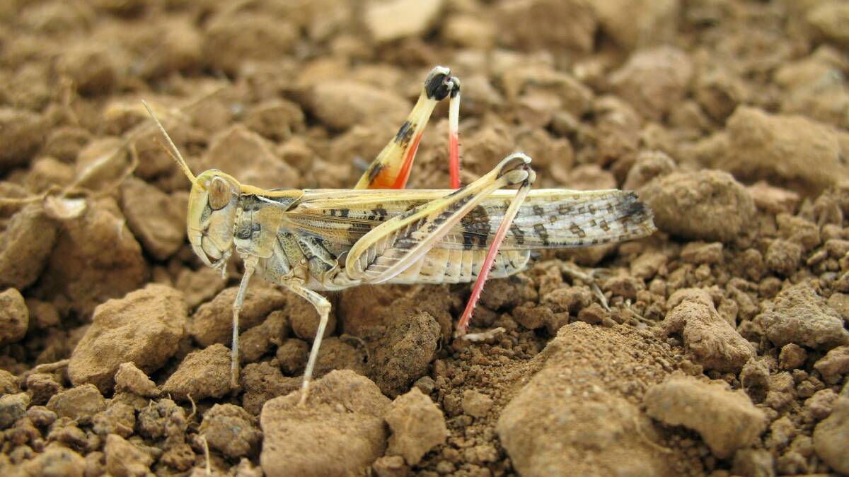A plague locust. Picture by LLS.