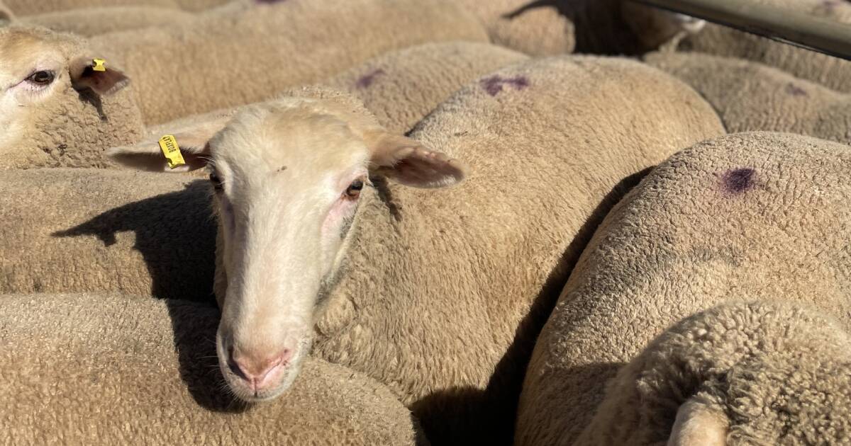 nsw-government-delivers-38m-rebate-package-for-sheep-and-goat-eid-roll