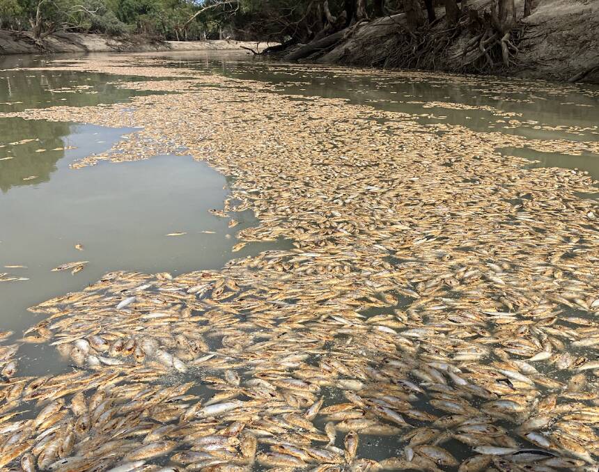 Less than three months since the equivalent of five Sydney Harbours flooded the town, Menindee is now having to cart water due to a massive fish kill. 