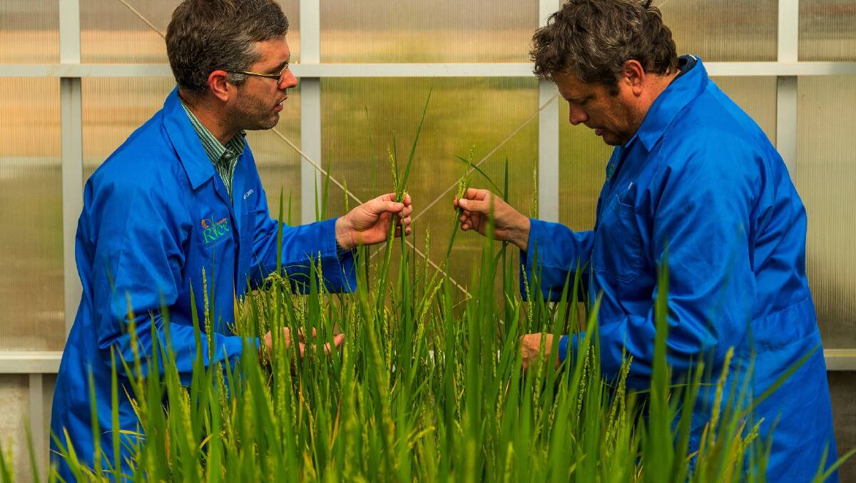 DPI's Ben Ovenden (research agronomist) and Dr Peter Snell (rice breeder) in 2014 with fragrant rice variety, Topaz.