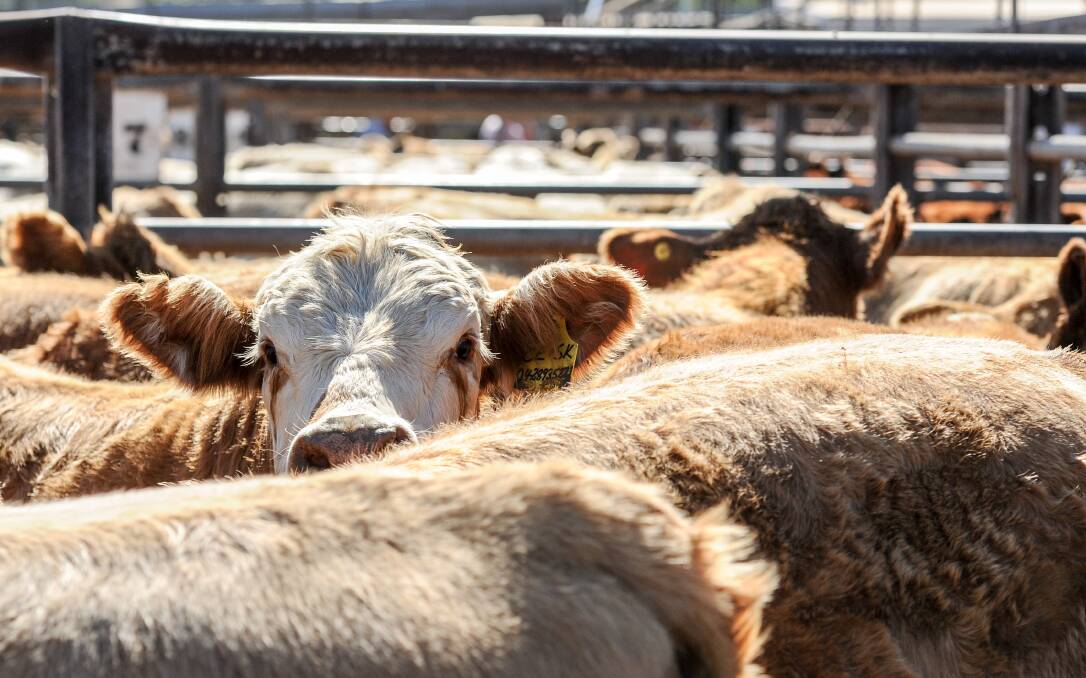 No cliff in sight but beef buyers still get the jitters