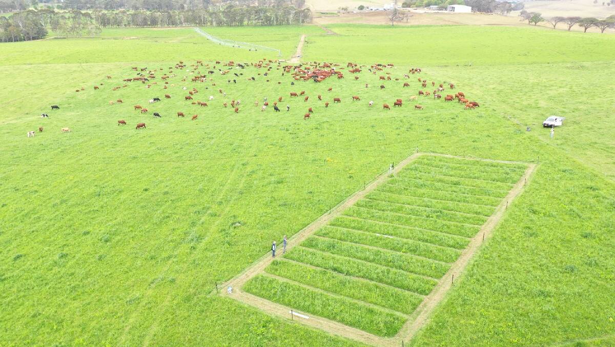 Aerial view of the CCC-LLS dairy nutrient management trial at Jellat Jellat. (Image courtesy Leanna Moerkerken, South East Local Land Services)