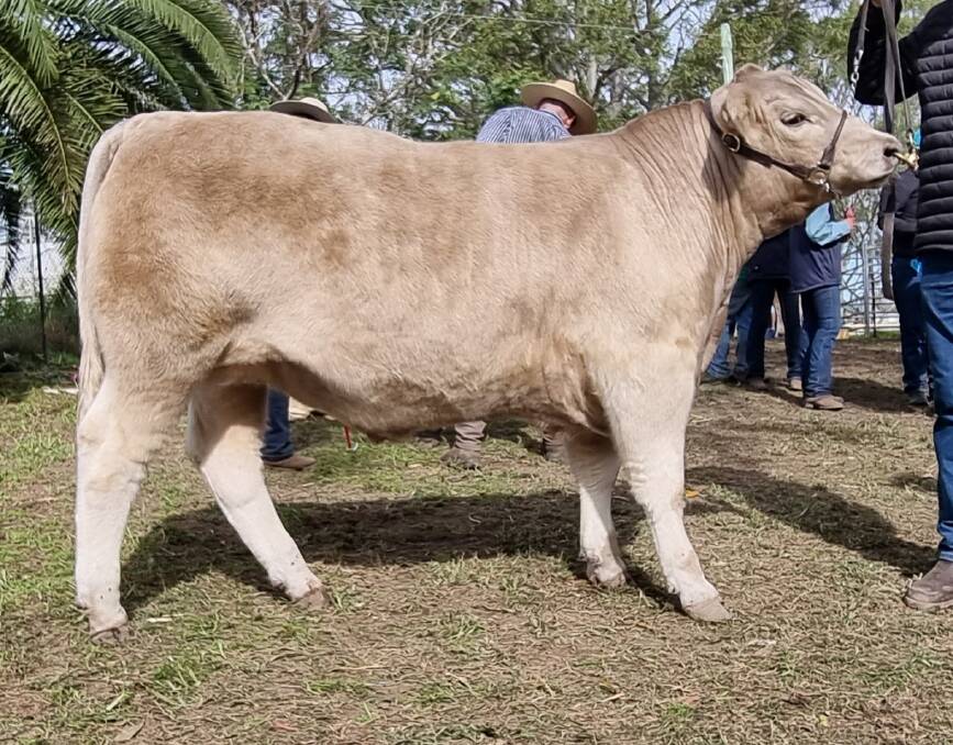 Wingham Beef Week's champion carcase steer was exhibited by St Mary's College Gunnedah, Heath Birchall and Wallawong Premium Beef. Photo: Wallawong Premium Beef