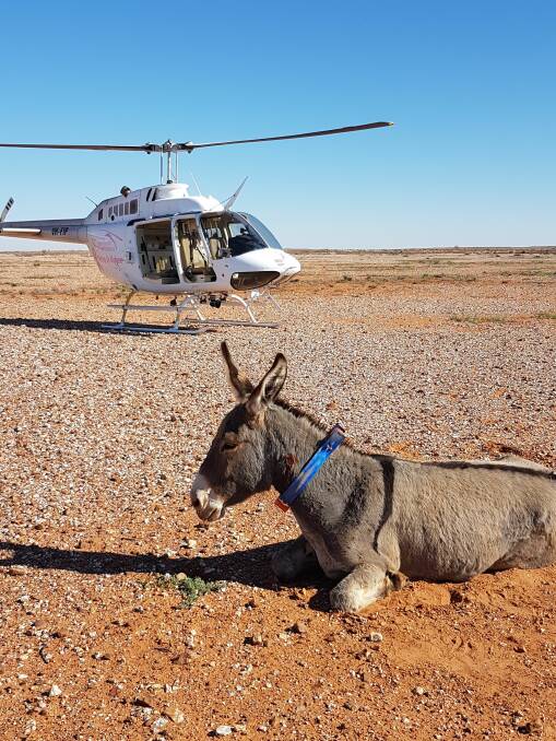 A feral donkey fitted with a GPS tracking collar by Local Land Services in western NSW. Photo: Supplied