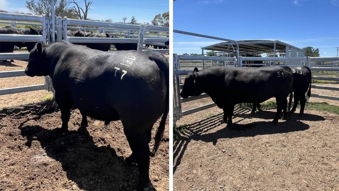 The missing two stud Angus bulls from the Kemps Creek /Badgery Creek area. Picture Jim Hindmarsh Stock Agents