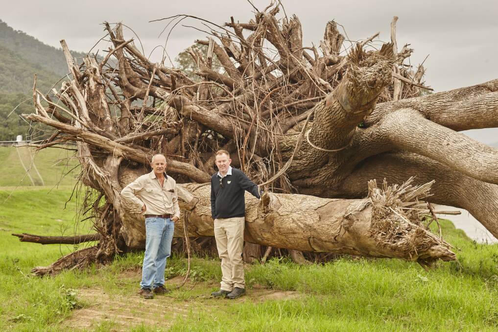 NSW Farmers CEO Pete Arkle (right) with Neil Baker in front of the Camphor Laurel tree that washed up on his farm near Murwillumbah. Photo: Ant Ong