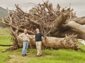 NSW Farmers CEO Pete Arkle (right) with Neil Baker in front of the Camphor Laurel tree that washed up on his farm near Murwillumbah. Photo: Ant Ong