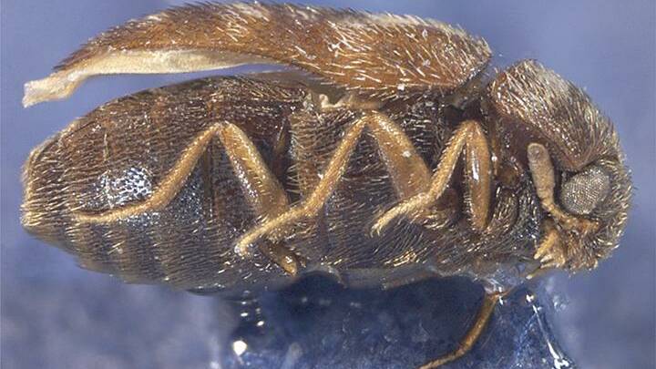 Khapra beetle is a threat to the Australian grain industry. Photo: Department of Agriculture Western Australia