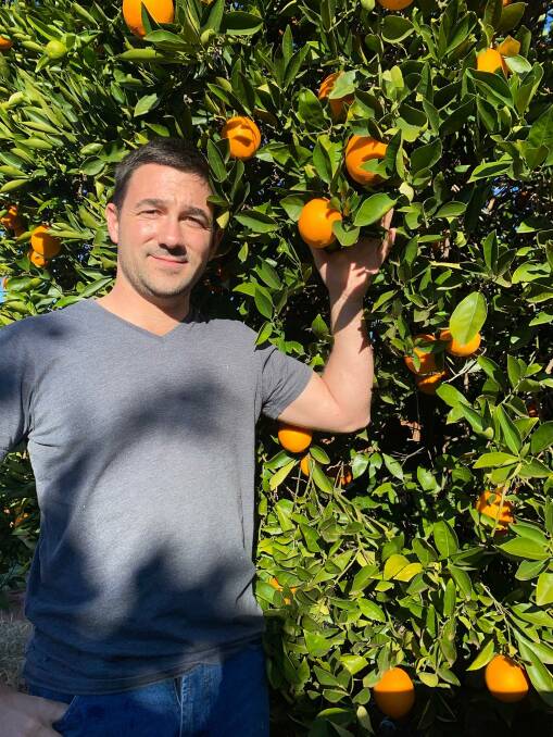 Griffith and District Citrus Growers Association chair Vito Mancini says this year's fruit is above average in yield and quality.