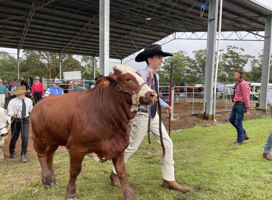 My son Wilton Townsend showing a 10-month-old Braford cross Santa Gertrudis steer at Wauchope Show on Saturday in muddy wet conditions.