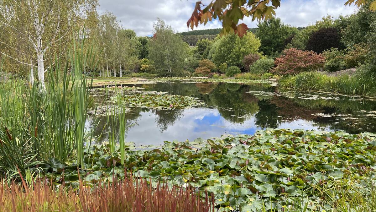 Maples and birches add autumn colour to the water garden at Mayfield Garden, Oberon. Perennial Japanese blood grass (Imperata cylindrica) left foreground.
