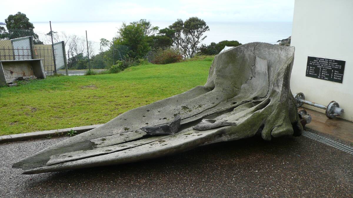 The sperm whale skull on Eden Killer Whale Museum premises prior to temporary location. Picture supplied by the Eden Killer Whale Museum. 