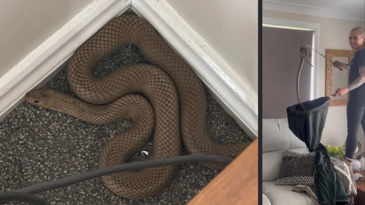 Snake catcher Stef Lesser safely relocated a large brown snake from Katie Donno's home on February 14, 2023. Pictures supplied