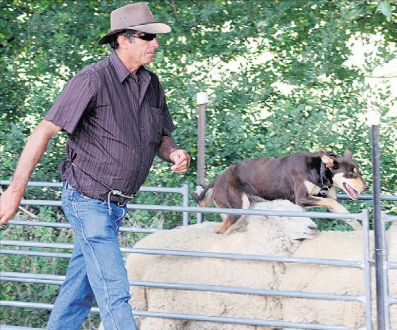 Colin McPhee with his working dog competing in 2010. 