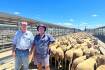 Forbes first-cross ewes to $500 a head