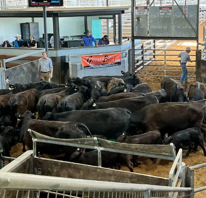 Auctioneer Francis Buffier, Buffier Livestock Marketing, knocks down a pen 21 Angus cows with 1 to 3-month-old calves at foot for $3700. They were offered by GW and RD Smith, Scone. 
