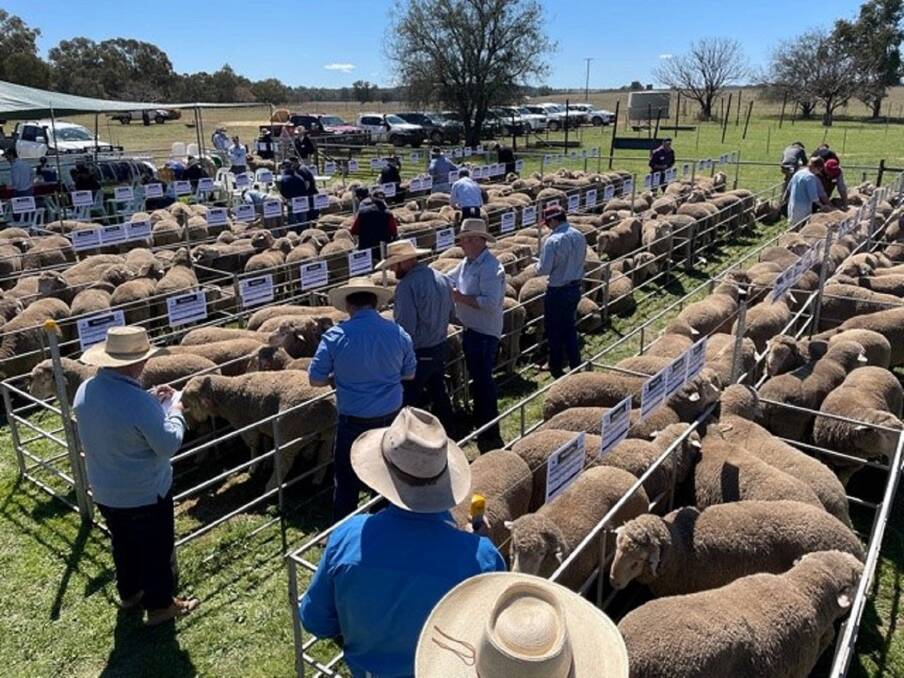 Macquarie Dohne stud sold one of the highest-ever numbers of Dohne rams for an Australian on-property auction, clearing 196 to a top of $7000 and to a $3518 average. 