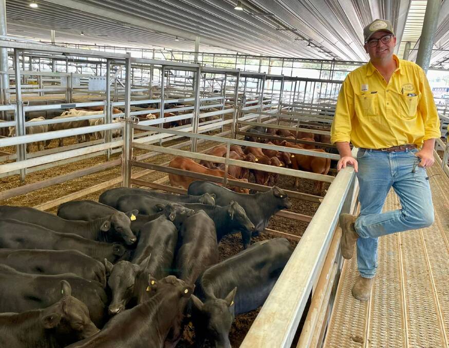 Ray White Emms Mooney agent Liam Murphy with Angus heifers, 310kg, sold on account R Garret for 643 cents a kilogram to return $2000 a head. Photo: Josh Stephen.