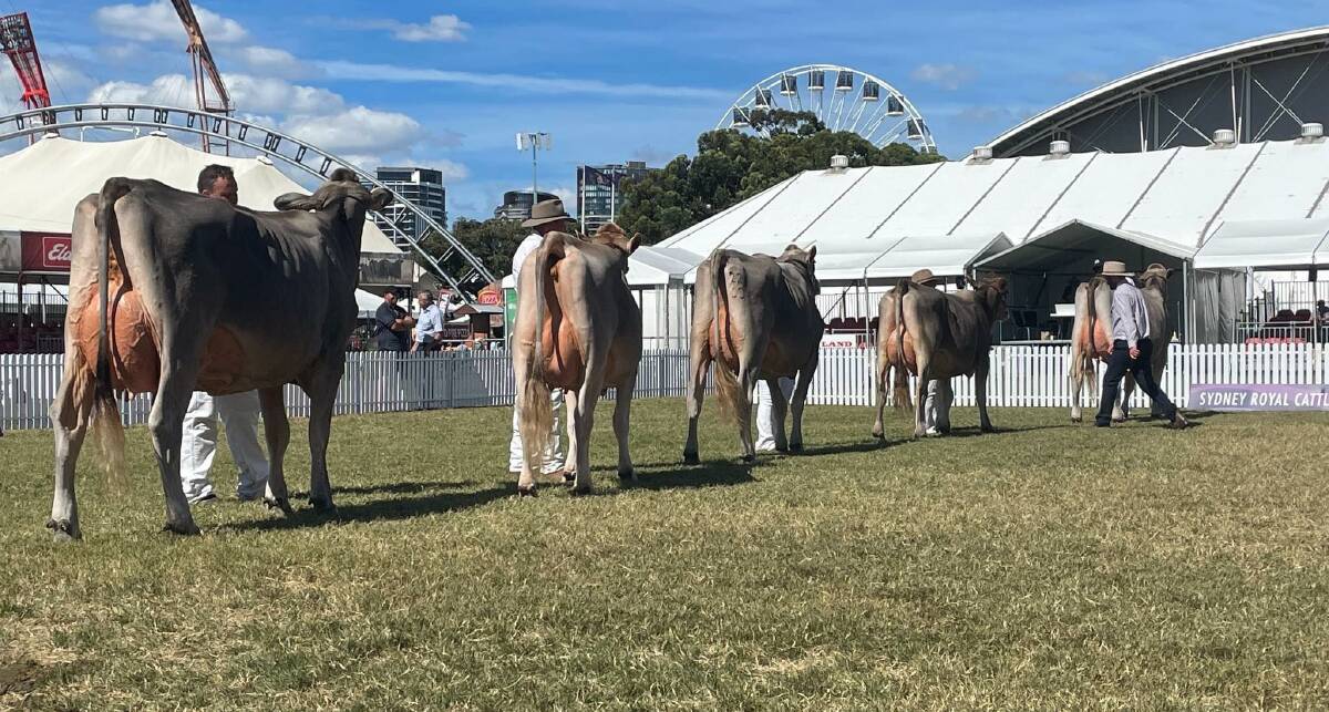 The lineup during judging for Brown Swiss intermediate champion female.
