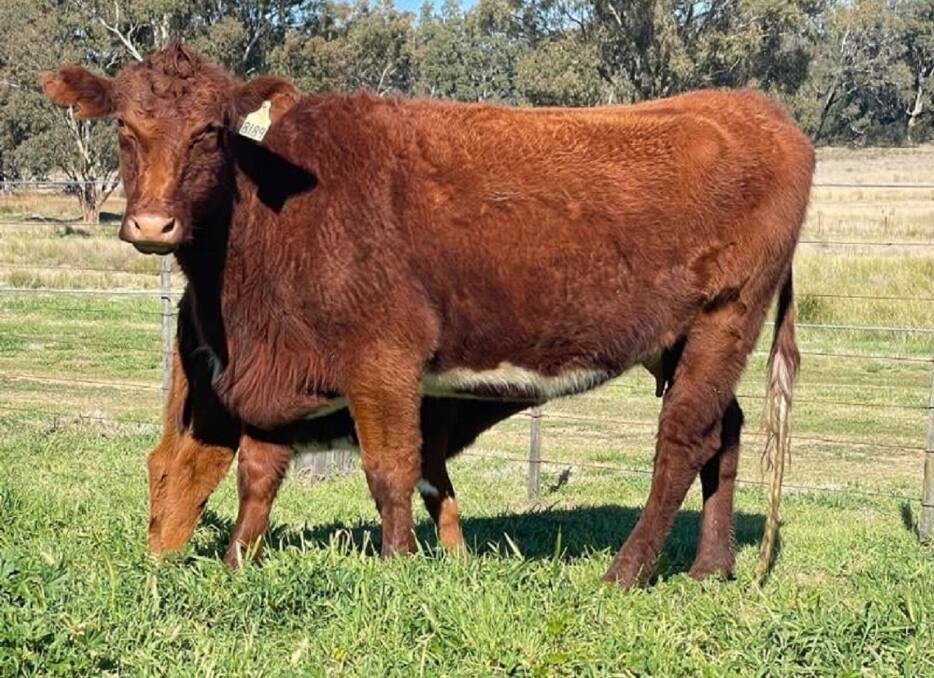 Three-year-old Poll Shorthorn cows with calves sold for a high of $4000 a unit at Dunedoo last week. Photo: supplied