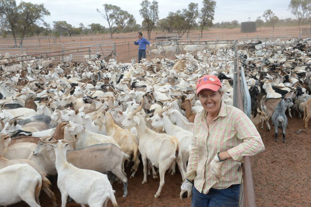 Joanna Gall, Coogee Lake, Broken Hill, bringing in rangeland goats for sale while husband, Lachlan, drafts them out at the back. (Photo by Rachael Webb). 