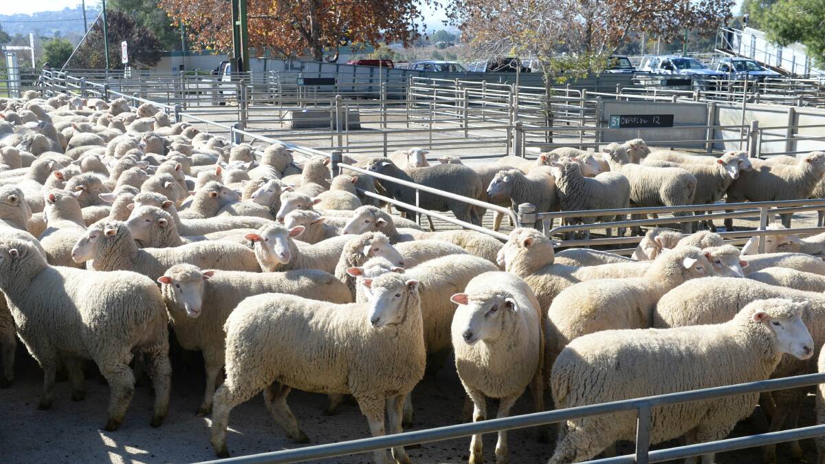 According to MLA, the weekly national cattle slaughter at the New Year was down 41 per cent on 2021 levels and lamb slaughter was back 34pc. Photo: Kylie Nicholls