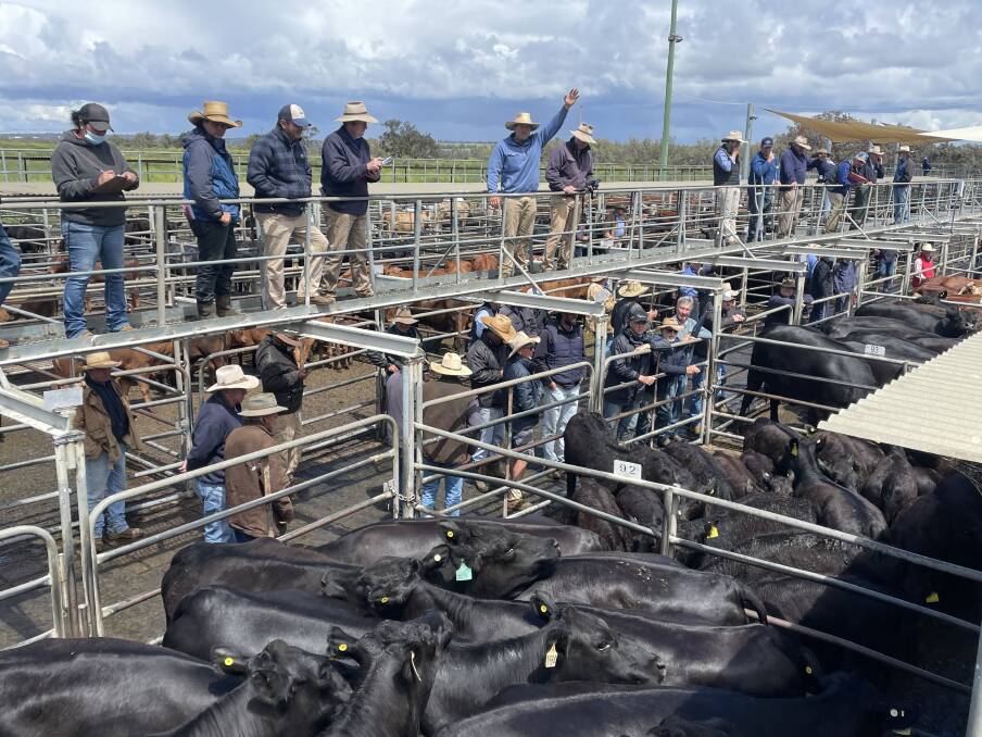 Sam Christensen, CPS Thomas Ballhausen and Irvine, Dubbo, in action selling a draft of 25 Angus cows with calves at the Dubbo store cattle sale for $4170/unit. The prices was is a record for the selling centre. Photo: Rebecca Cooper